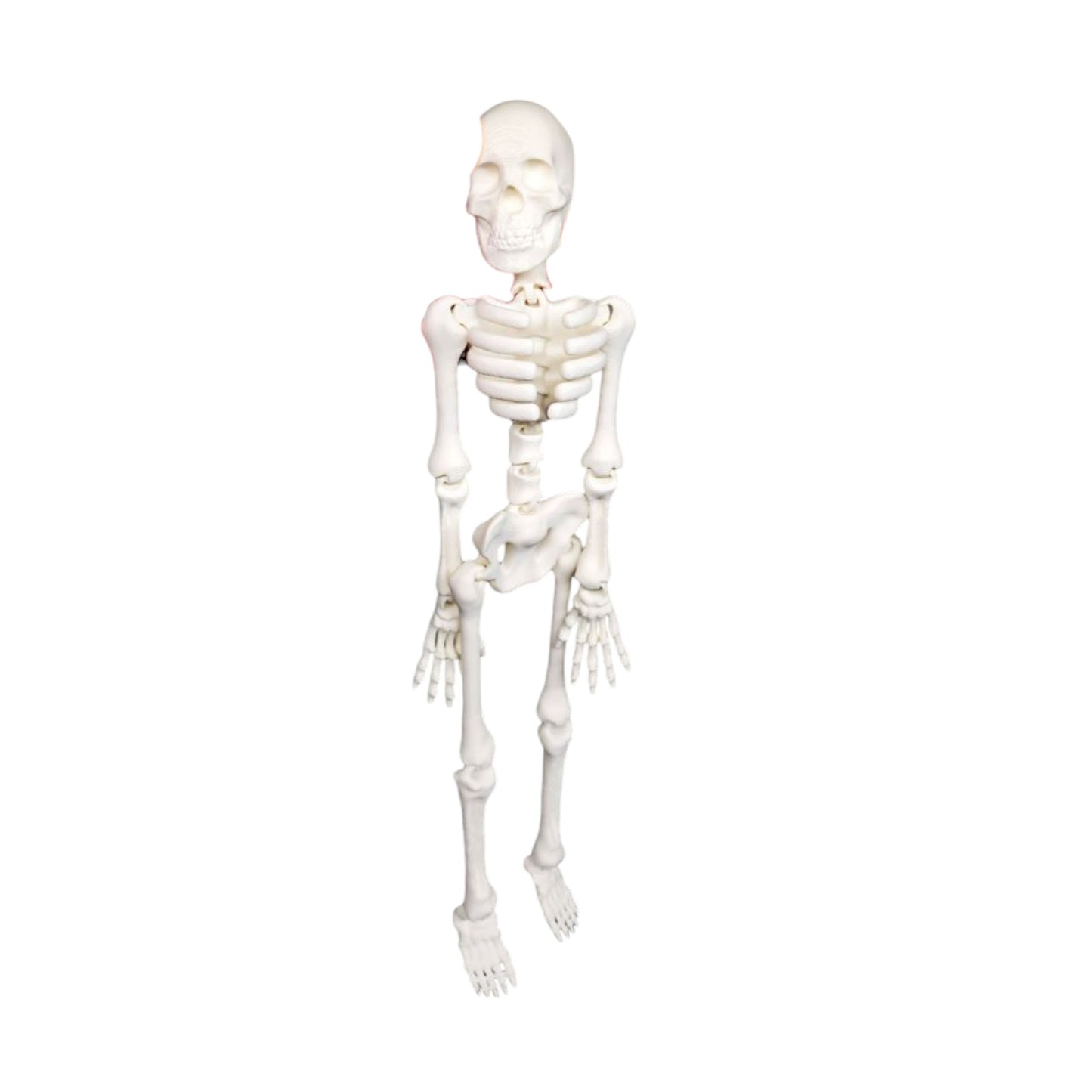 NEW - Halloween Flexi Skeleton