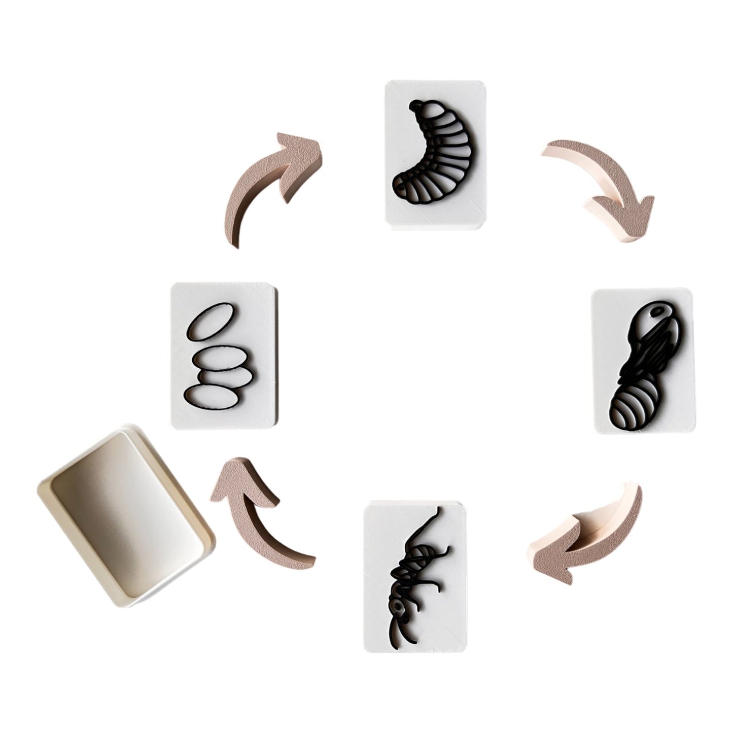 Life Cycle of a Ant EcoCutter Collection - CJECOPLAY Inc.