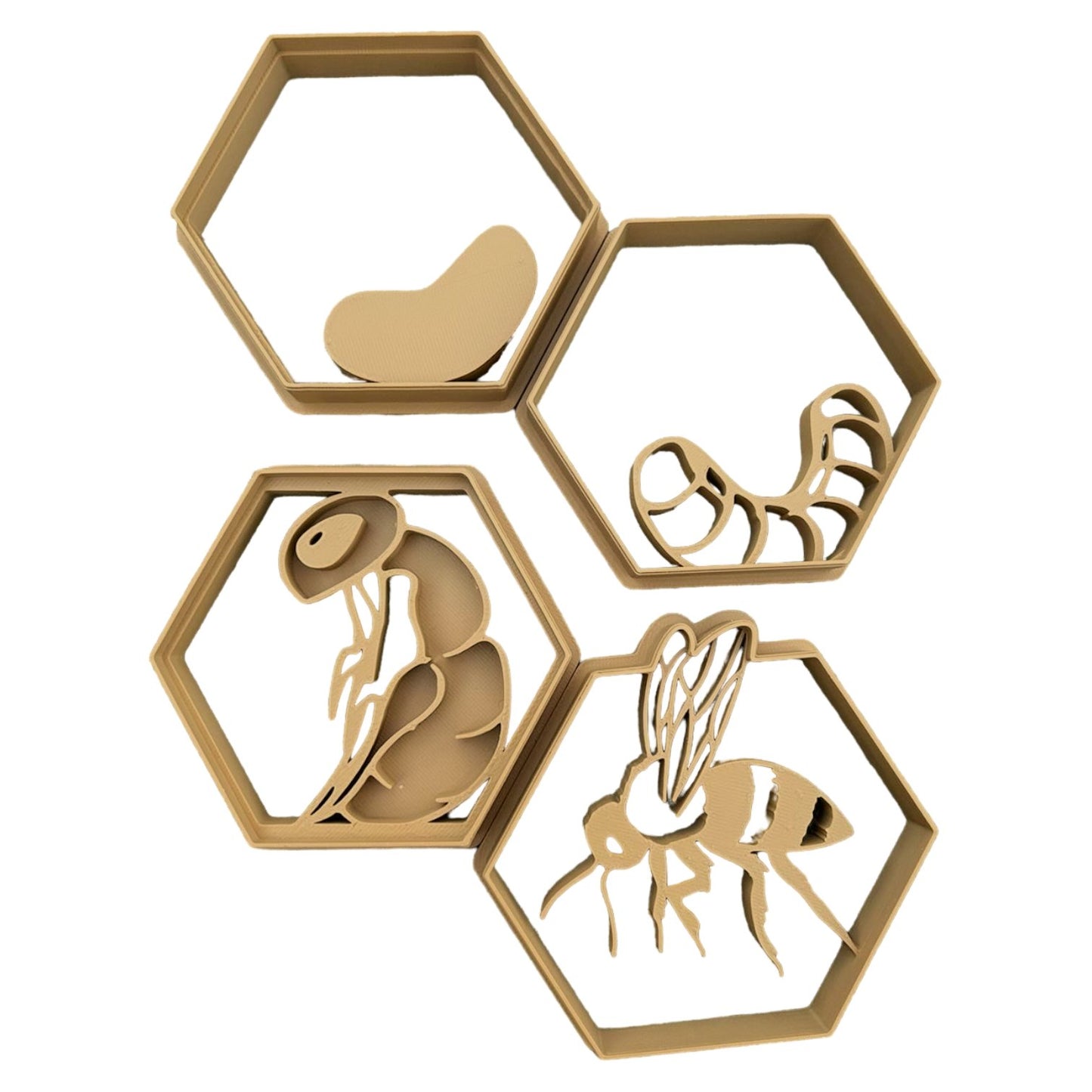 Life Cycle of a Honey Bee - CJECOPLAY Inc.