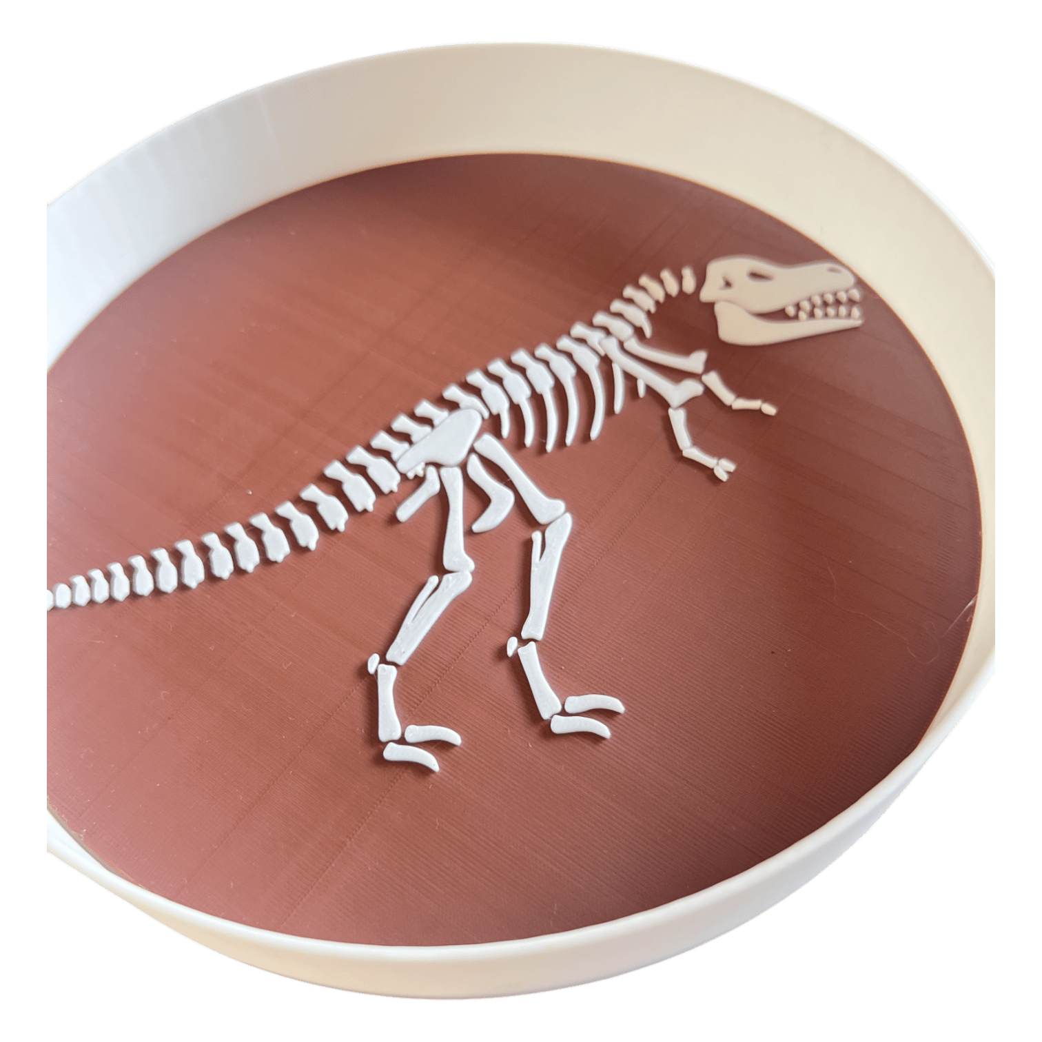 NEW - Dino Skeleton Insert Bundle (QTY 3) - CJECOPLAY Inc.