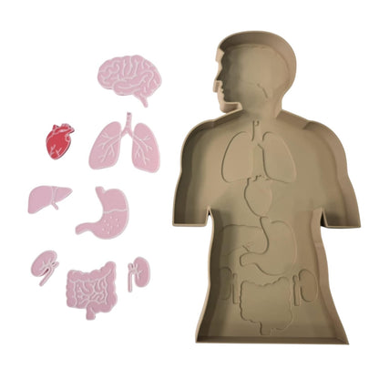 NEW - Human Anatomy Learning ECOTray - CJECOPLAY Inc.