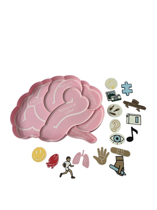 NEW - Human Brain – 3D Educational Set - CJECOPLAY Inc.