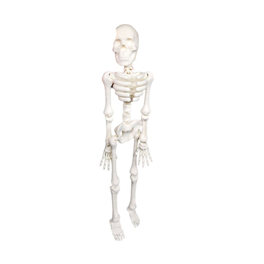 NEW - Halloween Flexi Skeleton
